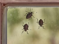 Hit rešenje za invaziju smrdibuba: Protiv ovog spreja nemaju NIKAKVE ŠANSE  Hit rešenje za invaziju smrdibuba: Protiv ovog spreja nemaju NIKAKVE ŠANSE