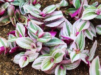 Ovu biljku nikada ne unosite u kuću: Veruje se da donosi NESREĆU (FOTO) 