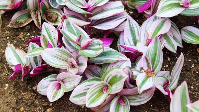 Ovu biljku nikada ne unosite u kuću: Veruje se da donosi NESREĆU (FOTO) 