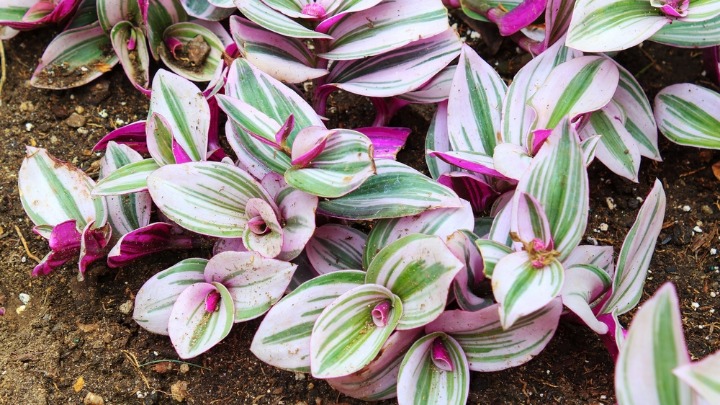 Ovu biljku nikada ne unosite u kuću: Veruje se da donosi NESREĆU (FOTO) 