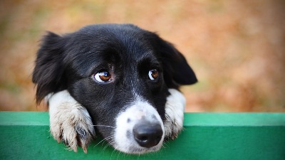 5 najboljih rasa pasa na svetu: Veterinarka kaže da prvi na listi obožava DECU (FOTO) 
