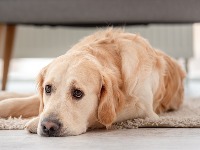 MISTERIOZNA JESENJA BOLEST preti psima: Veterinari izdali HITNO UPOZORENJE vlasnicima