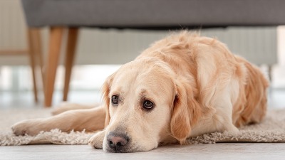 MISTERIOZNA JESENJA BOLEST preti psima: Veterinari izdali HITNO UPOZORENJE vlasnicima MISTERIOZNA JESENJA BOLEST preti psima: Veterinari izdali HITNO UPOZORENJE vlasnicima