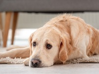 Snimak obišao svet: Vlasnik pokušava da spreči psa da skače u bazen (VIDEO) 