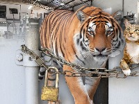 ODE EKONOMSKI TIGAR - OSTADE MAČE Gde su Vučićeve fabrike ODE EKONOMSKI TIGAR - OSTADE MAČE Gde su Vučićeve fabrike