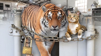 ODE EKONOMSKI TIGAR - OSTADE MAČE Gde su Vučićeve fabrike ODE EKONOMSKI TIGAR - OSTADE MAČE Gde su Vučićeve fabrike