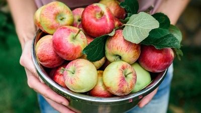 Sve vreme pogrešno jedemo jabuke: Nutricionisti otkrivaju da ih ovako treba jesti - nećete imati nikakve probleme Sve vreme pogrešno jedemo jabuke: Nutricionisti otkrivaju da ih ovako treba jesti - nećete imati nikakve probleme