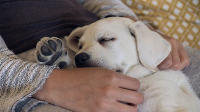 Plakanje od SMEHA! Žena pokazala kako pozdravlja psa, a kako muža kad dođe kući (VIDEO) 