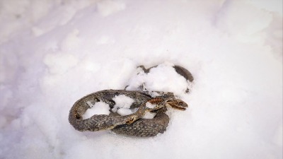 Meštani Kuršumlije ostali u čudu kada su ugledali ZMIJU U SNEGU: Narodno verovanje kaže da to znači samo jedno