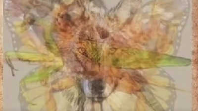 Koju životinju ste prvo videli? Ova viralna OPTIČKA ILUZIJA otkriva ŠTA VAS ČEKA u ovoj godini 