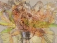 Koju životinju ste prvo videli? Ova viralna OPTIČKA ILUZIJA otkriva ŠTA VAS ČEKA u ovoj godini 