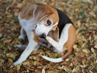 3 najpametnije rase pasa na svetu: Poslušni su, odani, vredni i verni zaštitnici (FOTO) 
