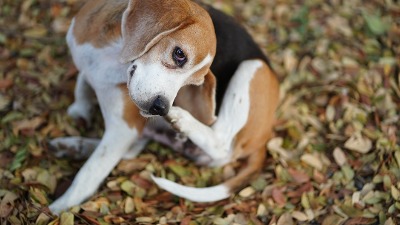 3 najpametnije rase pasa na svetu: Poslušni su, odani, vredni i verni zaštitnici (FOTO) 