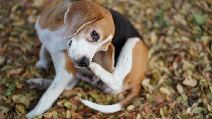 3 najpametnije rase pasa na svetu: Poslušni su, odani, vredni i verni zaštitnici (FOTO) 