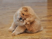 Mislite da ste bezbedni od buva tokom zime? Stručnjaci upozoravaju da tada počinje prava invazija