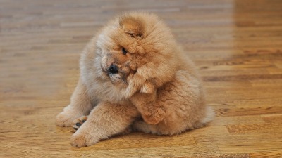 Mislite da ste bezbedni od buva tokom zime? Stručnjaci upozoravaju da tada počinje prava invazija