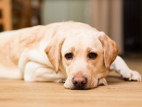 Stručnjak za ljubimce otkriva da OVIH 5 TIPOVA LJUDI nikada ne bi trebalo da imaju psa 