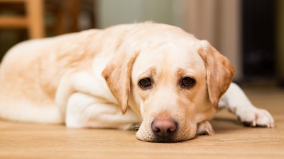 Stručnjak za ljubimce otkriva da OVIH 5 TIPOVA LJUDI nikada ne bi trebalo da imaju psa 