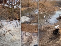 KATASTROFA Masovni pomor riba i čaplji na Bari Reva (FOTO, VIDEO)