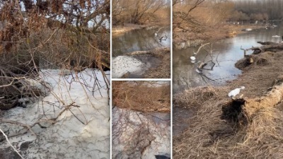 KATASTROFA Masovni pomor riba i čaplji na Bari Reva (FOTO, VIDEO)