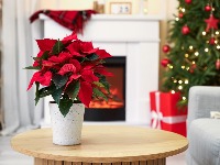 Božićna zvezda je simbol praznika, a uz pomoć OVOG trika možete joj "produžiti život"