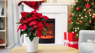 Božićna zvezda je simbol praznika, a uz pomoć OVOG trika možete joj "produžiti život"