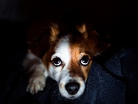 Zašto psima oči svetle u mraku? Veterinari otkrivaju kako ljubimci zaista vide svet 