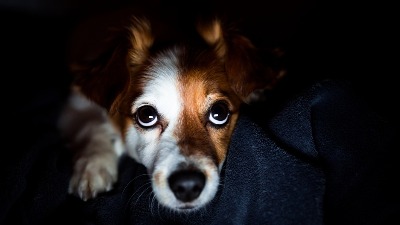 Zašto psima oči svetle u mraku? Veterinari otkrivaju kako ljubimci zaista vide svet 