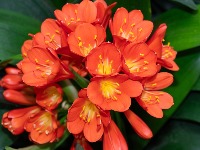 Ako ova biljka procveta u februaru, stiže vam NOVAC: U saksiju obavezno stavite JEDNU STVAR