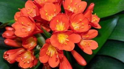 Ako ova biljka procveta u februaru, stiže vam NOVAC: U saksiju obavezno stavite JEDNU STVAR