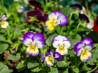 Jedini cvet koji će sigurno uspeti na proleće, ako ga zasadite do kraja februara u bašti