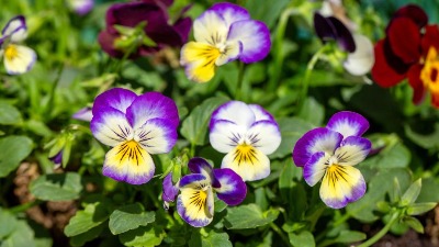 Jedini cvet koji će sigurno uspeti na proleće, ako ga zasadite do kraja februara u bašti