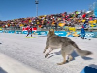 Pas glavna zvezda: Scena sa ZOI zbog koje bruji planeta (FOTO/VIDEO)