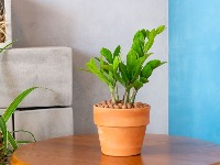 Biljka koja privlači NOVAC I SREĆU kao magnet: Bitno je samo da je postavite na ovo mestu u kući