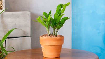 Biljka koja privlači NOVAC I SREĆU kao magnet: Bitno je samo da je postavite na ovo mestu u kući