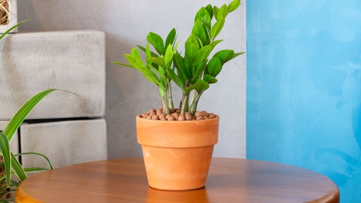 Biljka koja privlači NOVAC I SREĆU kao magnet: Bitno je samo da je postavite na ovo mestu u kući