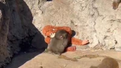 Bio je odbačen, a sada ima prijatelje! Majmunče Panč konačno prihvaćen, svet plače od sreće (FOTO, VIDEO)