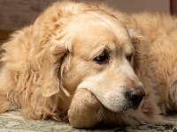 Visok pritisak kod pasa nekada nema simptome, ali se vidi po očima