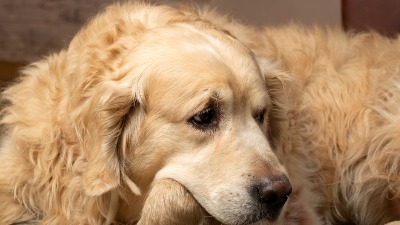 Visok pritisak kod pasa nekada nema simptome, ali se vidi po očima