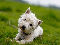 Veterinar otkrio zašto psi naginju glavu u stranu dok im pričamo