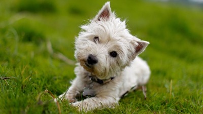 Veterinar otkrio zašto psi naginju glavu u stranu dok im pričamo