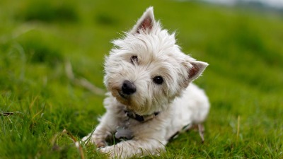 Mali ili veliki pas? Kako odabrati idealnog krznenog prijatelja