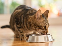 Zašto mačke kriju svoju hranu, iako nema ko da im je uzme?