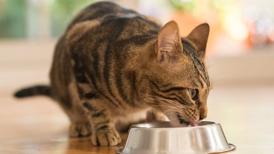 Zašto mačke kriju svoju hranu, iako nema ko da im je uzme?