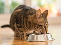 Većina vlasnika ne zna: Ovo je čest razlog zašto mačke izbegavaju da piju vodu