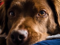 Kako da otkrijete da pas počinje da gubi vid? 