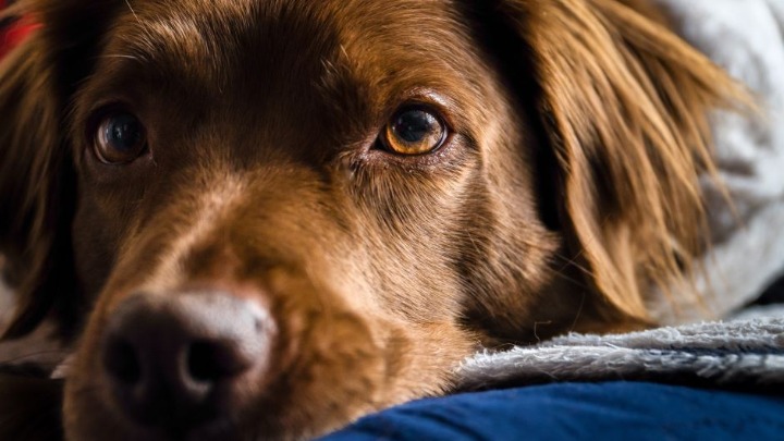 Kako da otkrijete da pas počinje da gubi vid? 