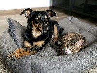 Ko će vam pre priteći u pomoć - pas ili mačka? Naučnici dali odgovor 