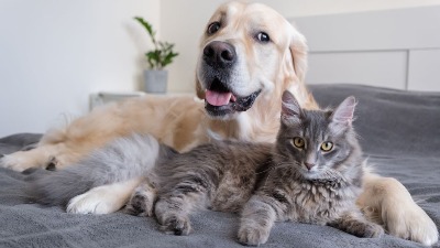 Pas i mačka pod istim krovom? Evo kako da ih naučite da žive u miru
