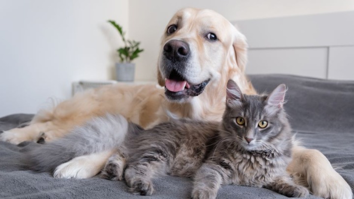 Pas i mačka pod istim krovom? Evo kako da ih naučite da žive u miru